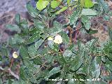 Cornicabra - Pistacia terebinthus. Segura