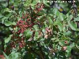 Cornicabra - Pistacia terebinthus. Los Villares