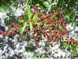 Cornicabra - Pistacia terebinthus. Pitillos. Valdepeas