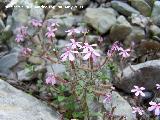 Jabonera rocosa - Saponaria ocymoides. Pitillos. Valdepeas