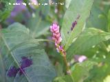 Hierba pejiguera - Polygonum lapathifolium. Los Caones. Los Villares