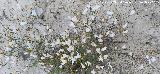 Lino blanco - Linum suffruticosum. Flores. La Veleta - Los Villares