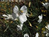 Lino blanco - Linum suffruticosum. Las Yeseras - Navas de San Juan