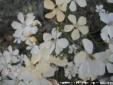 Lino blanco - Linum suffruticosum. Las Yeseras - Navas de San Juan