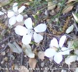 Lino blanco - Linum suffruticosum. Pitillos. Valdepeas