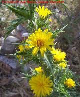 Cardo Mara - Scolymus hispanicus. Berrueco - Torredelcampo