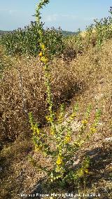 Cardo Mara - Scolymus hispanicus. Torre de Alczar - Torredonjimeno