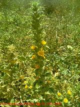 Cardo Mara - Scolymus hispanicus. Jan