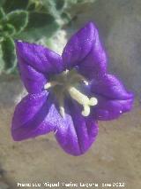 Campanula de roca - Campanula mollis. Contadero - Los Villares