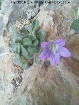 Campanula de roca - Campanula mollis. Piedra Granadina - Noalejo