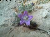 Campanula de roca - Campanula mollis. Piedra Granadina - Noalejo