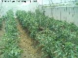 Tomatera - Solanum lycopersicum. Castillo de Locubn