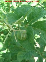 Tomatera - Solanum lycopersicum. Castillo de Locubn