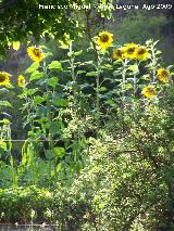 Girasol - Helianthus annuus. Prado Maguillo (Santiago Pontones)