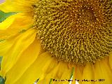 Girasol - Helianthus annuus. Navas de San Juan