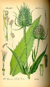 Cardo de cardadores - Dipsacus fullonum. 