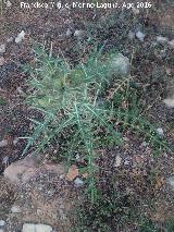 Cardo de cardadores - Dipsacus fullonum. Blanquillo - Villacarrillo