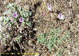 Alfilerillos de Cazorla - Erodium cazorlanum. Puntal de la Misa (Santiago Pontones)