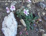 Alfilerillos de Cazorla - Erodium cazorlanum. Puntal de la Misa (Santiago Pontones)