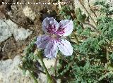 Alfilerillos de Cazorla - Erodium cazorlanum. Puntal de la Misa (Santiago Pontones)