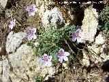 Alfilerillos de Cazorla - Erodium cazorlanum. Puntal de la Misa (Santiago Pontones)