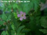 Hierba de San Roberto - Geranium robertianum. Cueva del Agua. Poyotello (Santiago Pontones)