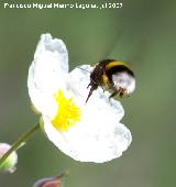 Abejorro - Bombus terrestris. Segura