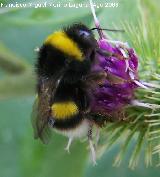 Abejorro - Bombus terrestris. Prado Maguillo Santiago Pontones