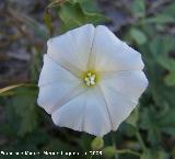 Correhuela - Convolvulus arvensis. Segura