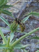 Avispa - Paravespula vulgaris. Fuente del Pen - Pegalajar