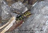 Avispa - Paravespula vulgaris. Los Villares