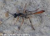 Avispa de la arena - Ammophila sabulosa. Santa Pola