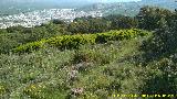 Coscoja - Quercus coccifera. Cerro Miguelico - Torredelcampo