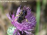 Avispa del bosque - Dolichovespula sylvestris. Segura