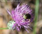 Avispa del bosque - Dolichovespula sylvestris. Segura