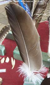Pjaro Buitre leonado - Gyps fulvus. Pluma. Navas de San Juan