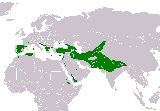 Pjaro Buitre leonado - Gyps fulvus. Wikipedia