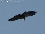 Pjaro Buitre leonado - Gyps fulvus. El Calarico - Santiago Pontones