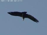 Pjaro Buitre leonado - Gyps fulvus. El Calarico - Santiago Pontones