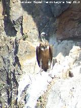 Pjaro Buitre leonado - Gyps fulvus. El Chorro - Quesada