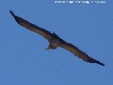 Pjaro Buitre leonado - Gyps fulvus. El Chorro - Quesada