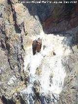 Pjaro Buitre leonado - Gyps fulvus. El Chorro - Quesada