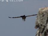 Pjaro Buitre leonado - Gyps fulvus. El Chorro - Quesada