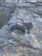 Pjaro Buitre leonado - Gyps fulvus. Pantano de La Vieja. Santiago Pontones