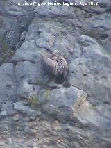 Pjaro Buitre leonado - Gyps fulvus. Pantano de La Vieja. Santiago Pontones