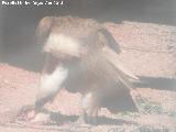 Pjaro Buitre leonado - Gyps fulvus. Zoo de Crdoba