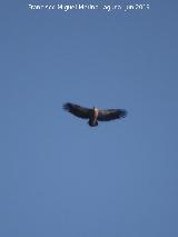 Pjaro Buitre leonado - Gyps fulvus. Mesas de Villaverde - Ardales