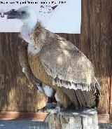 Pjaro Buitre leonado - Gyps fulvus. Granada