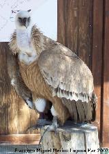 Pjaro Buitre leonado - Gyps fulvus. Granada