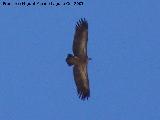 Pjaro Buitre leonado - Gyps fulvus. Cazorla